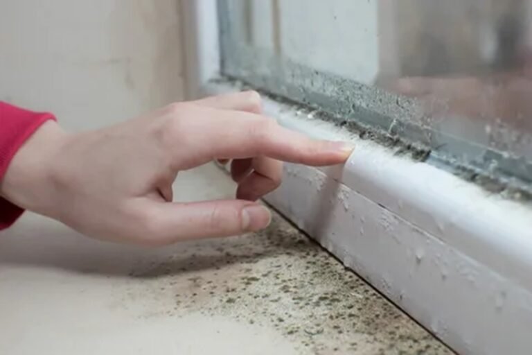 How To Remove Mold From A Windowsill A Complete Guide