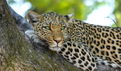 Why Jawai Leopard Safari is a Must for Wildlife Enthusiasts