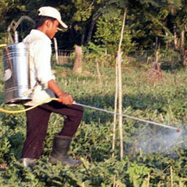 Pesticide Control Services and Guide Pest Control Service