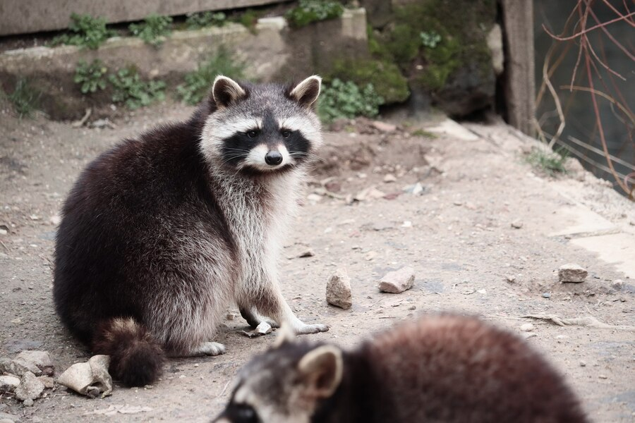 raccoon removal near me