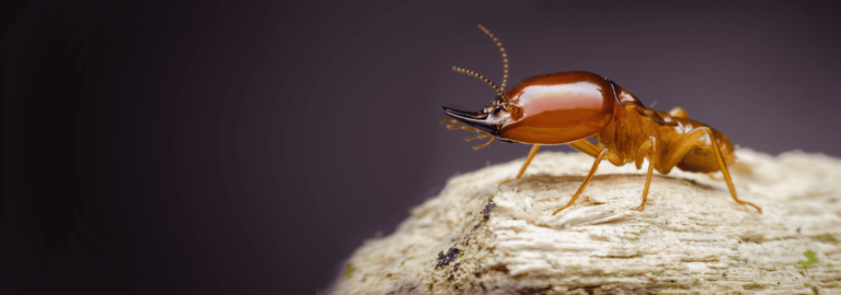 Termite Control Lahore