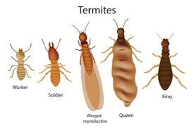 Termite control services in model town