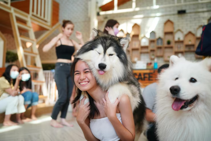 dog daycare price